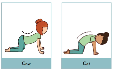 Cat-Cow Stretch